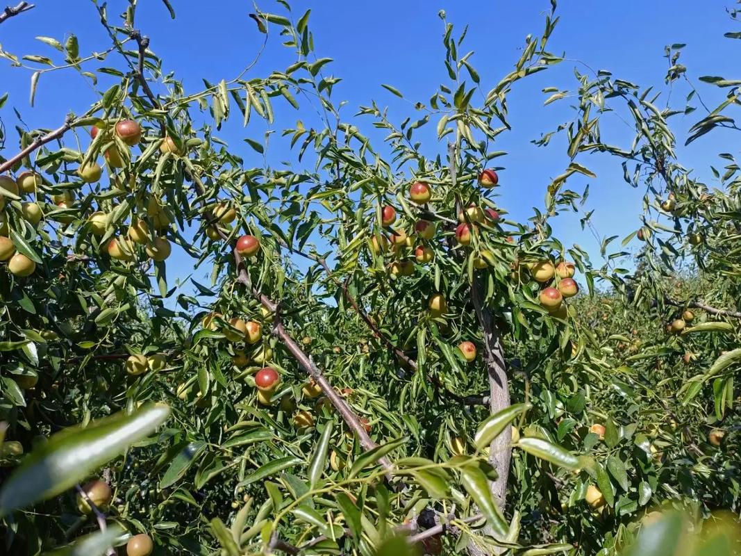 黃驊冬棗 脆甜多汁，現摘現發的新鮮美味
